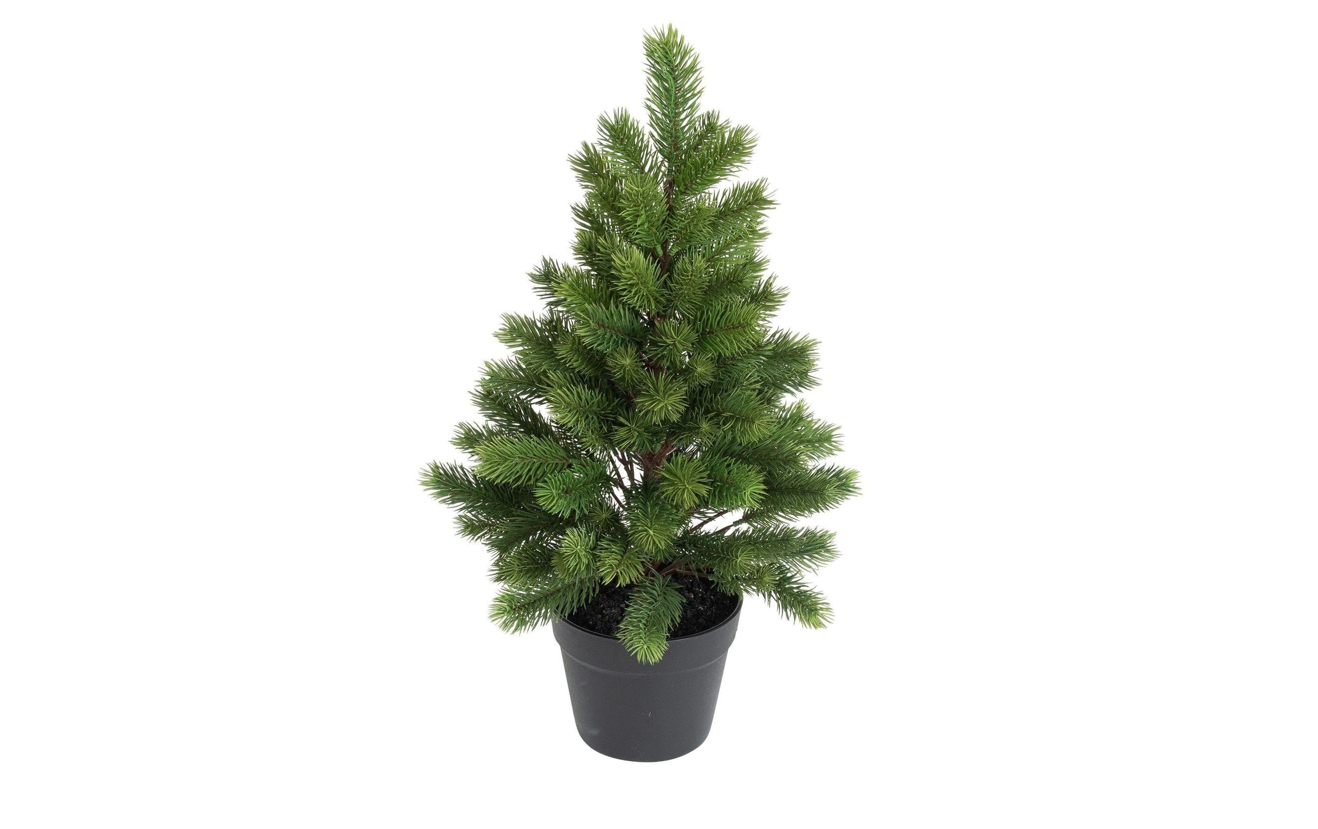 Botanic-Haus Weihnachtsbaum 60 cm, im Topf