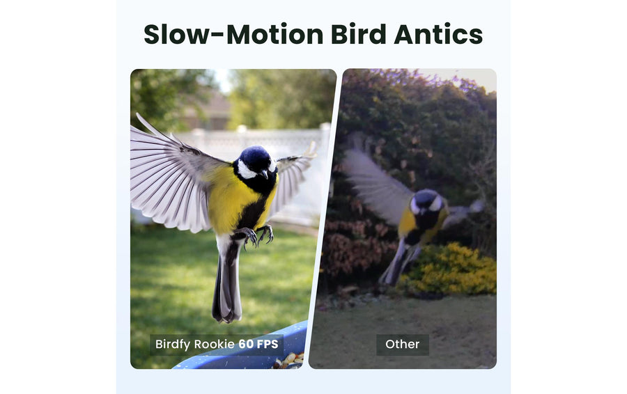 Birdfy Vogelhaus mit Kamera 60 fps 1080p - Foto 3