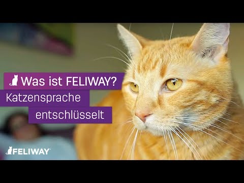 Feliway Wohlbefinden Classic Starter-Set, 48 ml - Video 1